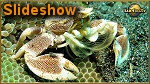 slideshow all crabs