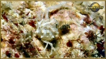 crab