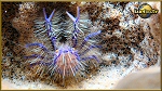 crab