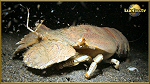 crab