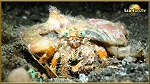 crab