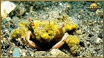 crab