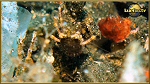 crab