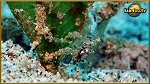 crab
