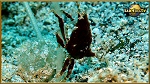 crab