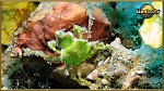 crab