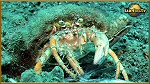 crab