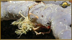 crab