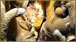 crab