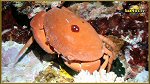 crab