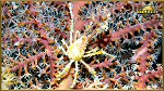 crab