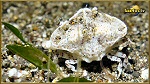 crab