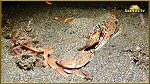 crab