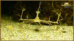 crab