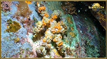decorator crab