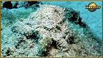 halemida crab