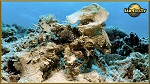 halemida crab