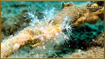 halemida crab