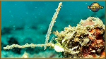 halemida crab