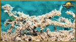 halemida crab