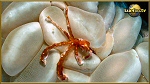 orang utan crab