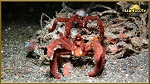 orang utan crab