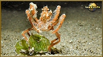 orang utan crab