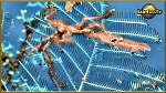 orang utan crab