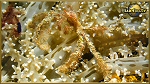 orang utan crab