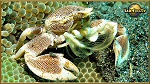 porzellan crab
